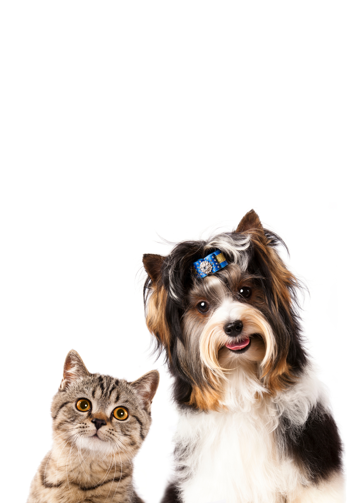 Pet lover discount shoppe online